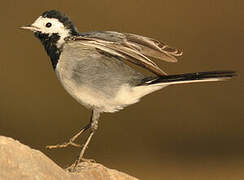 White Wagtail