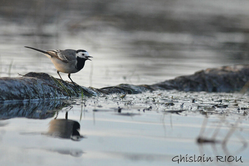 White Wagtail