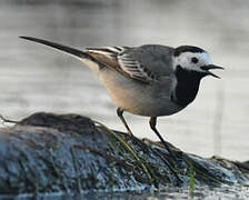 White Wagtail