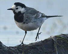 White Wagtail