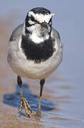 White Wagtail