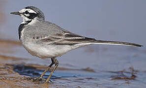 White Wagtail