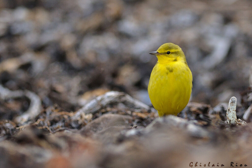 Western Yellow Wagtail male