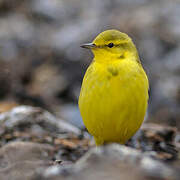 Western Yellow Wagtail