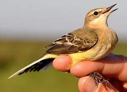 Western Yellow Wagtail