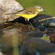 Western Yellow Wagtail