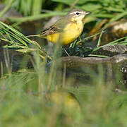 Western Yellow Wagtail