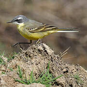 Western Yellow Wagtail