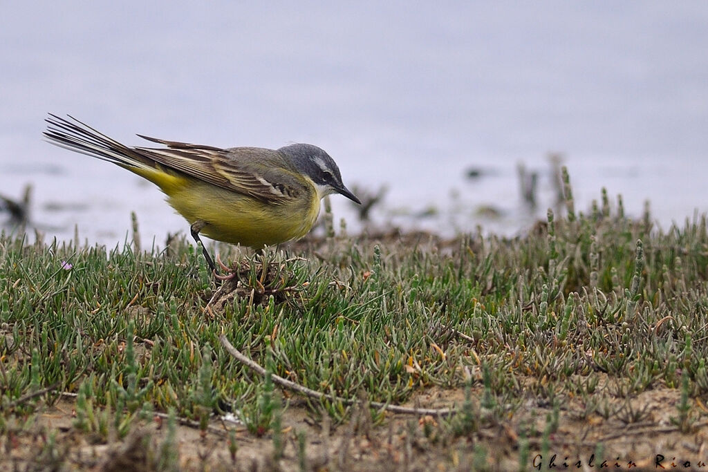 Western Yellow Wagtail male