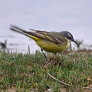 Western Yellow Wagtail