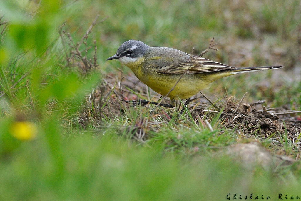 Western Yellow Wagtail male