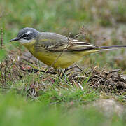 Western Yellow Wagtail