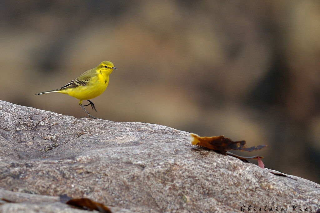 Western Yellow Wagtail male