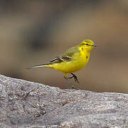 Western Yellow Wagtail