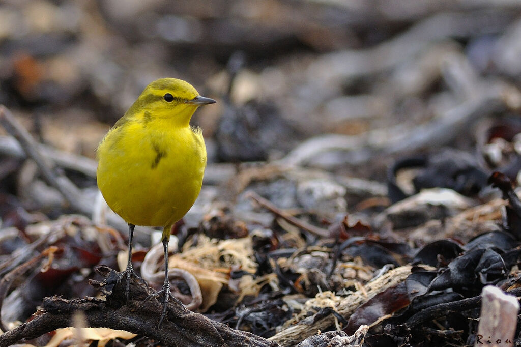 Western Yellow Wagtail male