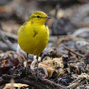 Western Yellow Wagtail