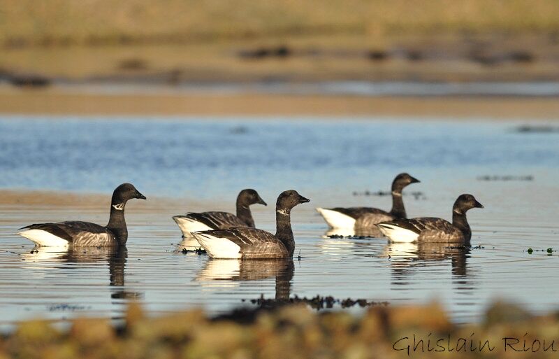 Brant Goose