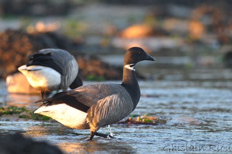 Brant Gooseadult