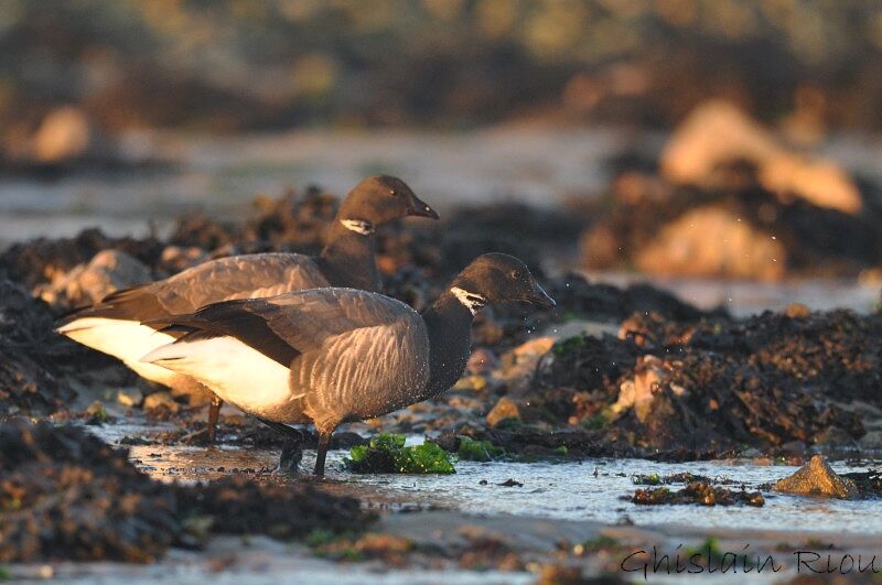 Brant Gooseadult