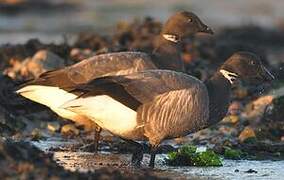 Brant Goose