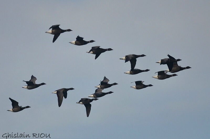 Brant Goose