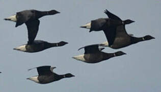 Brant Goose