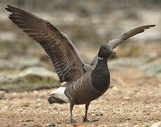 Brant Goose