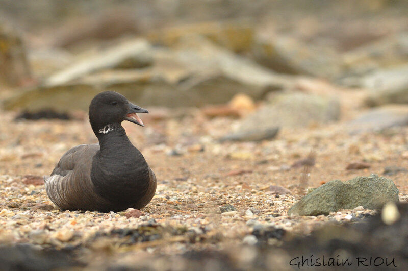 Brant Gooseadult