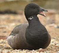 Brant Goose