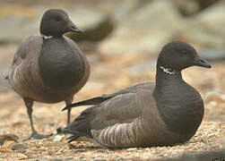 Brant Goose