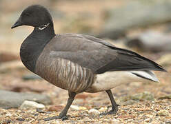 Brant Goose