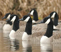 Canada Goose