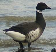 Brant Goose (nigricans)