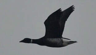 Brant Goose (nigricans)