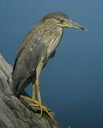 Black-crowned Night Heron