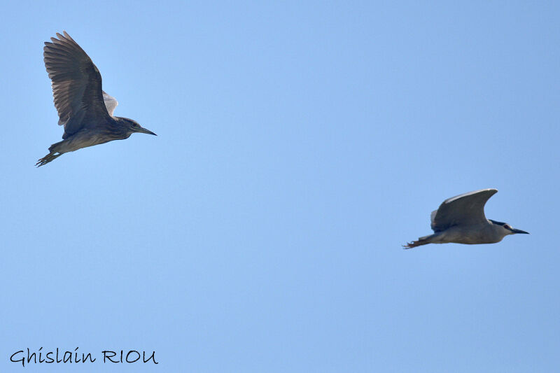 Black-crowned Night Heron