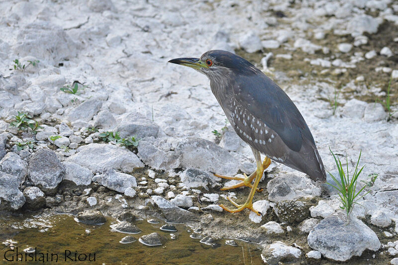 Black-crowned Night Heronimmature