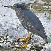 Black-crowned Night Heron