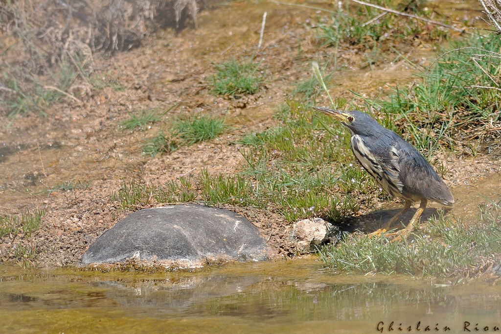 Dwarf Bittern