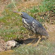 Dwarf Bittern