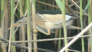 Little Bittern