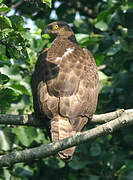 European Honey Buzzard