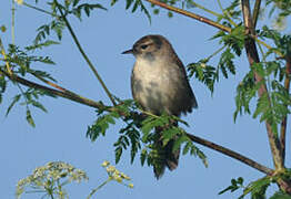 Cetti's Warbler