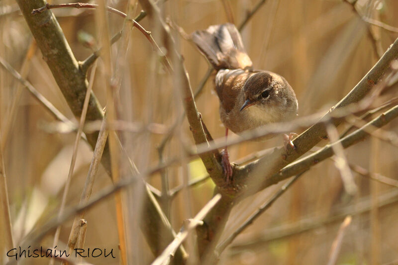 Bouscarle de Cetti