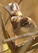 Cetti's Warbler