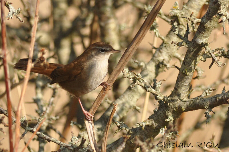 Bouscarle de Cetti