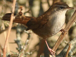 Bouscarle de Cetti