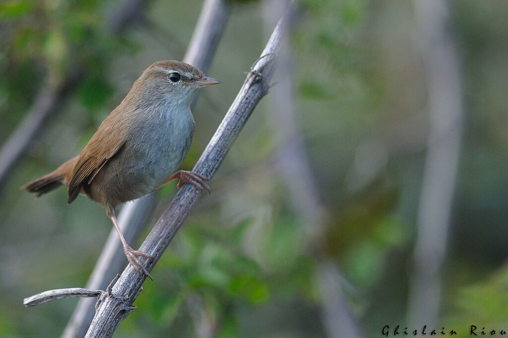 Bouscarle de Cetti