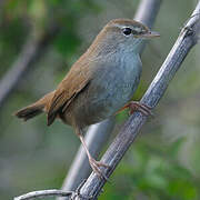 Cetti's Warbler