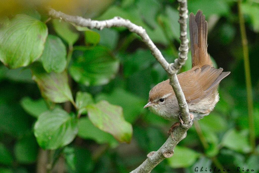 Bouscarle de Cetti